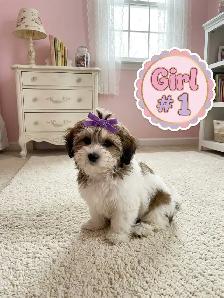 Malshi Puppies - Photo 8