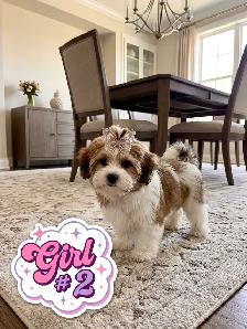 Malshi Puppies - Photo 9