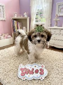 Malshi Puppies - Photo 10