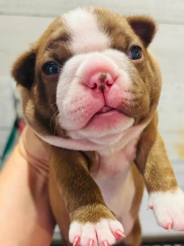 Beautiful Boston terrier