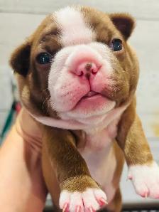 Beautiful Boston terrier