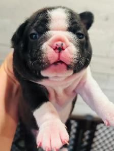 Beautiful Boston terrier - Photo 2