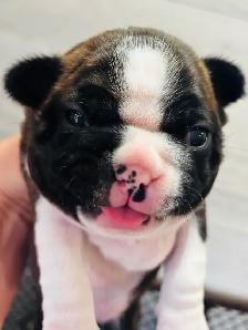 Beautiful Boston terrier - Photo 3