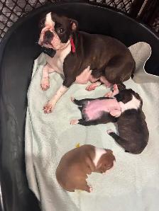 Beautiful Boston terrier - Photo 4