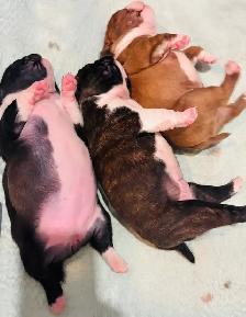 Beautiful Boston terrier - Photo 5