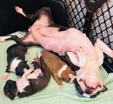 Beautiful Boston terrier - Photo 6