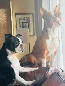 Beautiful Boston terrier - Photo 7