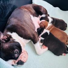 Beautiful Boston terrier - Photo 8