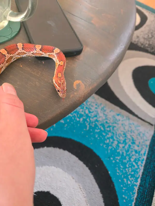 Corn snake for rehoming