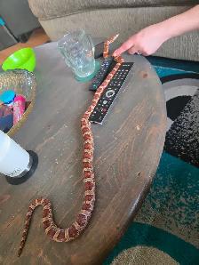 Corn snake for rehoming - Photo 2
