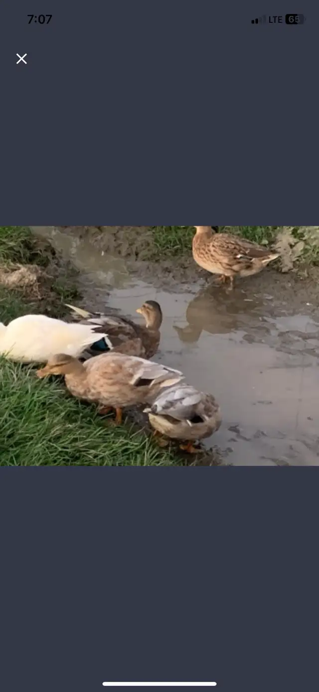 call ducks available