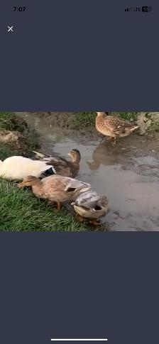 call ducks available