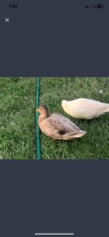 call ducks available - Photo 2