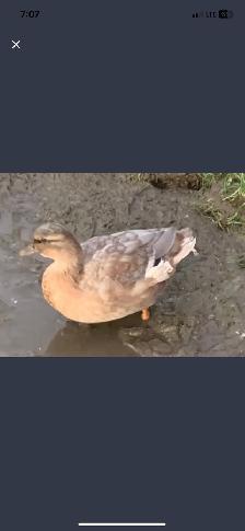call ducks available - Photo 3