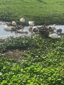 call ducks available - Photo 6