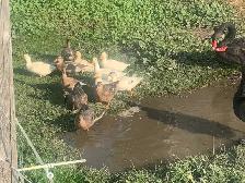 call ducks available - Photo 7