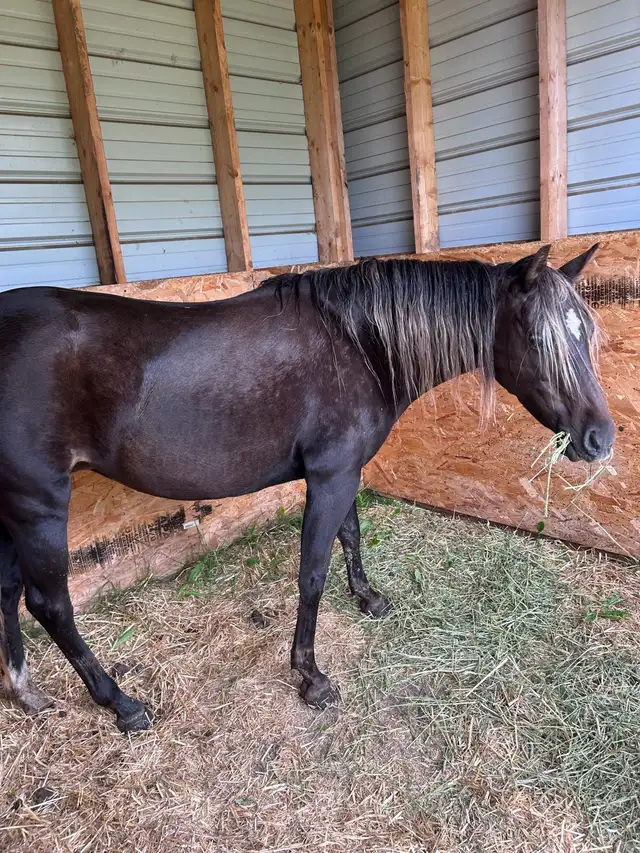 2015 Registered Half-Welsh Mare