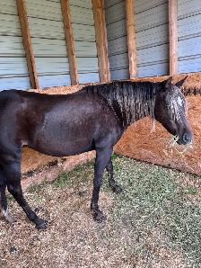 2015 Registered Half-Welsh Mare