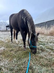 2015 Registered Half-Welsh Mare - Photo 3