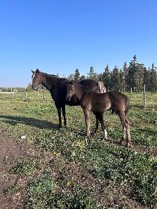 2015 Registered Half-Welsh Mare - Photo 4