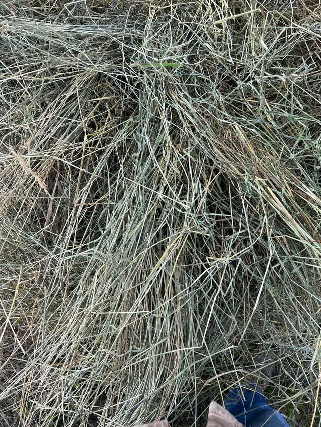 Grass square bales