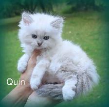Beautiful Kittens