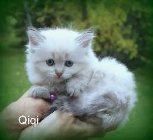 Beautiful Kittens - Photo 2