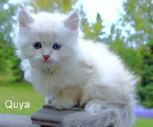 Beautiful Kittens - Photo 3