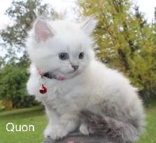 Beautiful Kittens - Photo 4