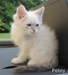 Beautiful Kittens - Photo 5
