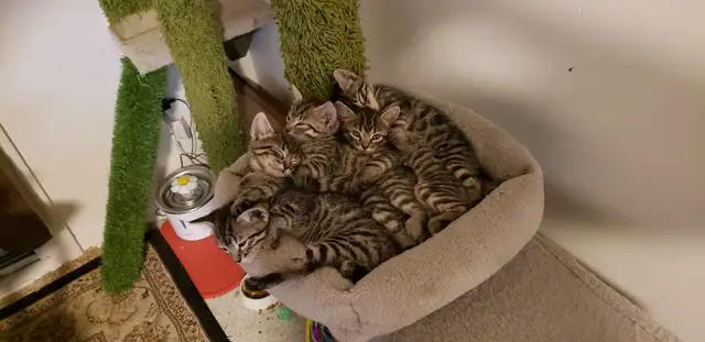 Chatons Bengal