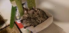 Chatons Bengal