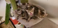 Chatons Bengal - Photo 2
