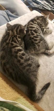 Chatons Bengal - Photo 3