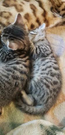 Chatons Bengal - Photo 5