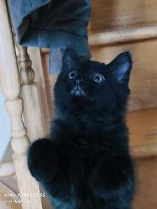 Adorable kitten for rehoming!