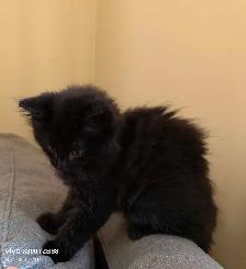Adorable kitten for rehoming! - Photo 2