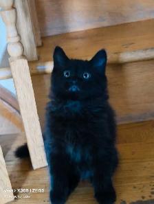 Adorable kitten for rehoming! - Photo 3