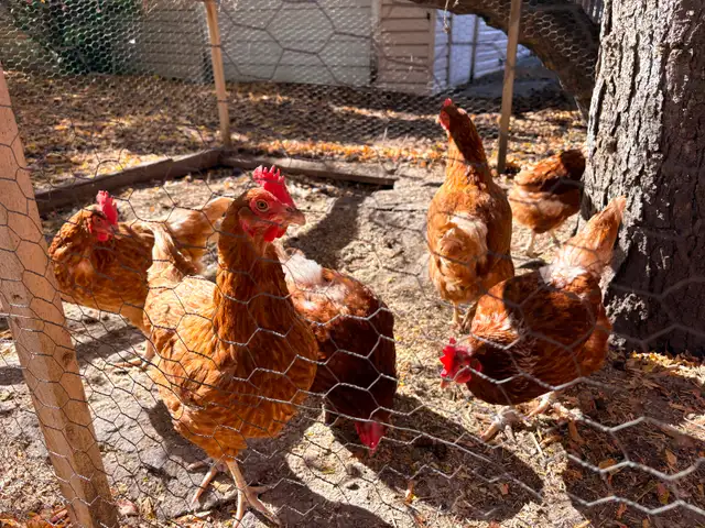 8 laying hens for sale