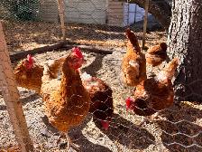 8 laying hens for sale