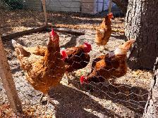8 laying hens for sale - Photo 2