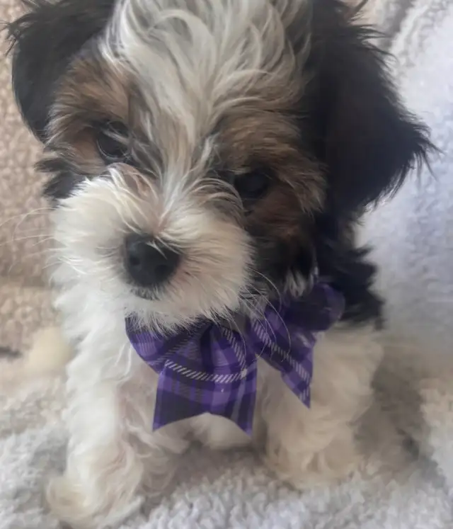 Morkie Puppy