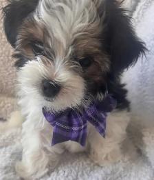 Morkie Puppy