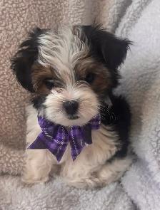 Morkie Puppy - Photo 2