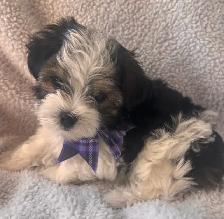 Morkie Puppy - Photo 3