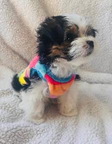 Morkie Puppy - Photo 4