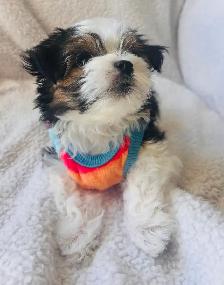 Morkie Puppy - Photo 5