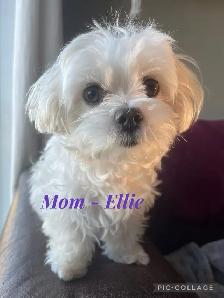 Morkie Puppy - Photo 6