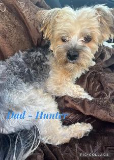 Morkie Puppy - Photo 7