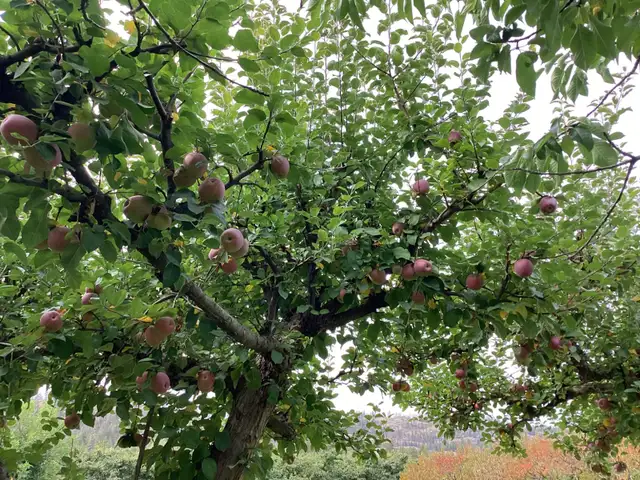 Fresh Apples